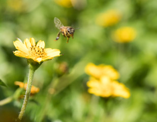 A beautiful bee on yellow flower with Nature background