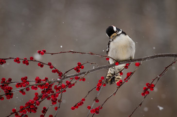 Downy woodpecker on berry covered branch in winter