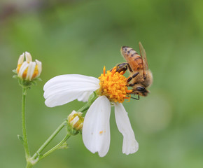 bee isolated on flower
