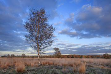 Autumn twilight scenery at a tranquil moorland, Goirle, The Netherlands