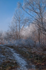 Winter trees covered with frost. A path in a winter field among the trees.