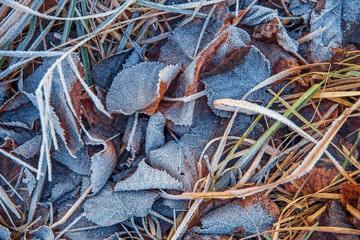 Dry leaves and grass on the ground covered with frost in winter.