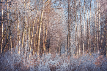 Winter trees covered with frost.