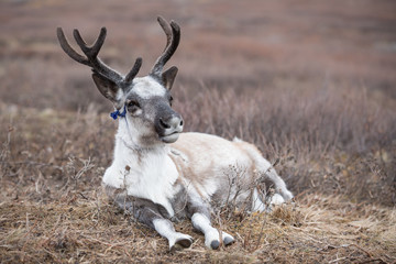 Portrait of a cute baby reindeer sleeping. Khuvsgul, Mongolia.