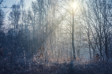 Field lit by the rays of the sun in the winter forest.