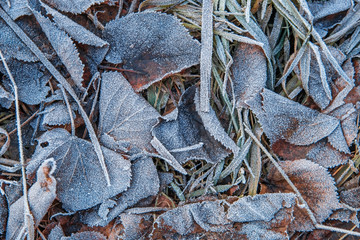 Dry leaves and grass on the ground covered with frost in winter.