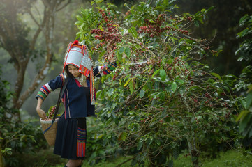 woman unidentified coffee farmer is harvesting coffee berries in the coffee farm, Woman wearing traditional thai lanna people ,vintage style,Thailand