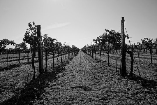 wine black and white