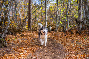 Naklejka na ściany i meble Cute Alaskan malamute dog enjoying the walk in a forest surrounded with trees and golden leaves