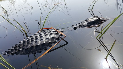a large american alligator