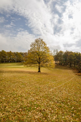 Beautiful autumn nature environment surrounded with trees golden brown yellow leaves - 181643680