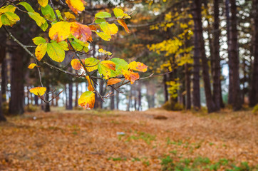 Beautiful autumn nature environment surrounded with trees golden brown yellow leaves - 181644238
