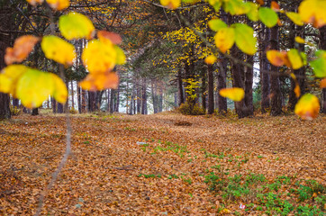 Beautiful autumn nature environment surrounded with trees golden brown yellow leaves - 181644279