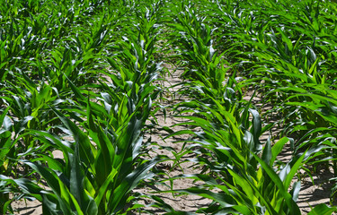 Rows of young green corn sprouts  on a field in a summer day