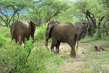 Fototapeta premium African elephants in Lake Manyara National Park Tanzania