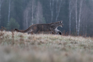 Cougar (Puma concolor