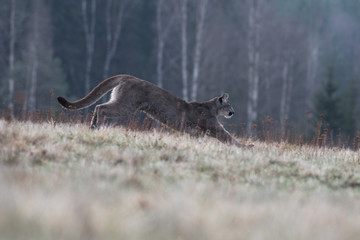 Cougar (Puma concolor