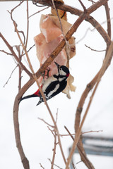 Woodpecker in the winter Bush biting a piece of lard