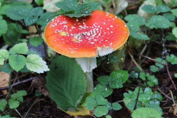 Mushrooms and the knife