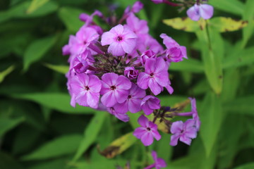 Spring Flowers in Moscow, year 2017