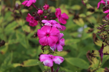Fototapeta premium Spring Flowers in Moscow, year 2017