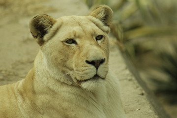 Lioness