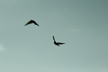Flying Birds