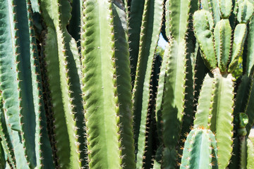 Cactus texture background, Close up