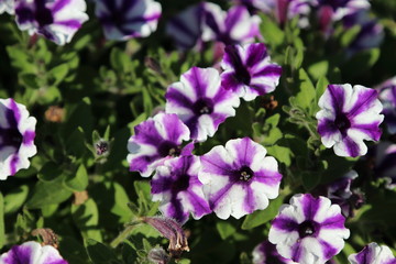 Obraz premium Spring Flowers in Moscow, year 2017