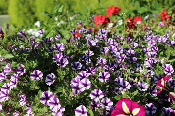 Fototapeta premium Spring Flowers in Moscow, year 2017