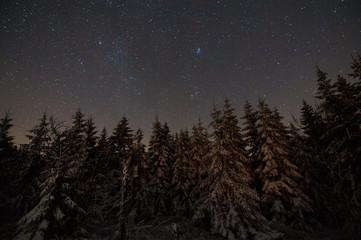 Fototapeta premium Snowy forest under stars.