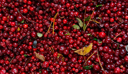 Cowberry cranberry texture