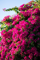 Obraz premium Bougainvillea flowers in the sky