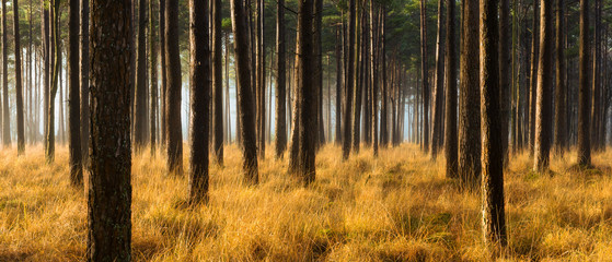 Rows of Pine Tree's in a forest on a misty Autumn morning.