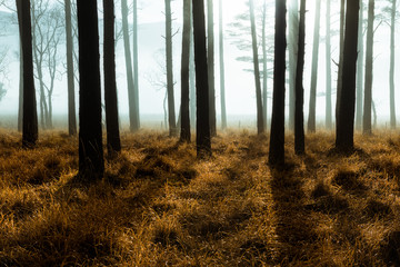 Dark mysterious forrest on a cold misty morning with long shadows.