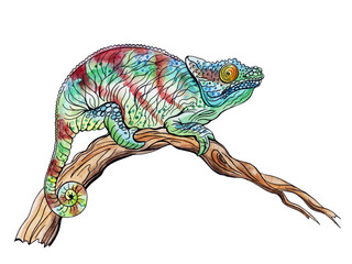 Chameleon on a branch, hand drawing isolated on white background with clipping path.