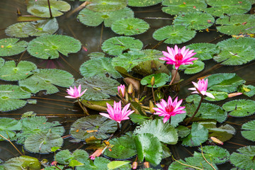 Lotus Flower,  Lotus leaves on the river
