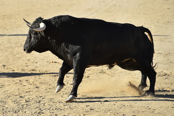 spanish bull