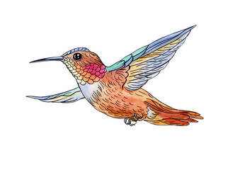 Obraz premium Flying hummingbird, hand drawing isolated on white background with clipping path.