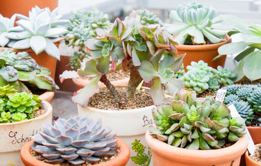 various types of succulent in flower pots in the greenhouse