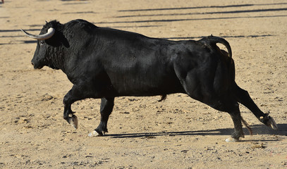 spanish bull