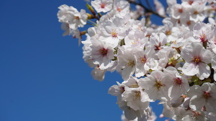 青空と桜