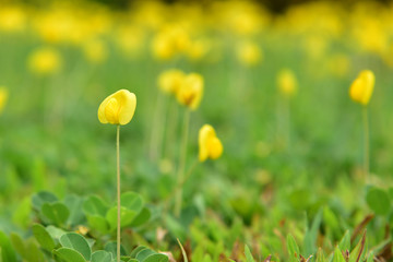 Obraz premium yellow flowers field in spring time background.pinto peanut flora in the morning.