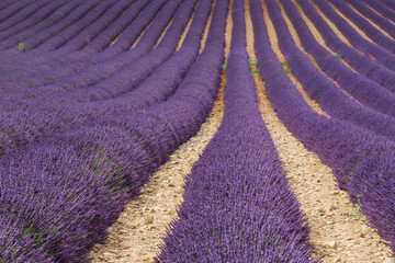 Fototapeta na wymiar view of the lavender fields in the alpes de hautes provence, on the plateau of valensole, near the luberon