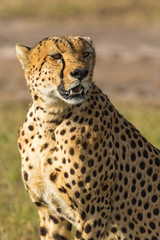 Cheetah sit and watching