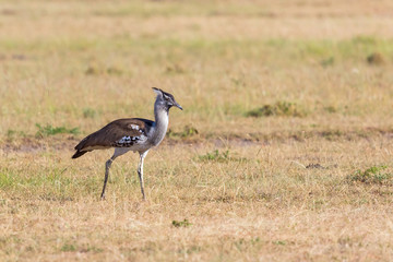 Kori bustard walking on the savannah