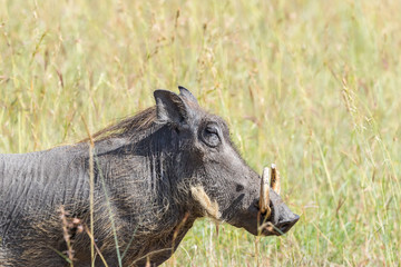 Closeup of a Warthog in the savanna