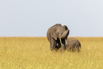 Elephants with calf in the grass of the the savanna