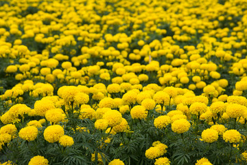 Marigold flowers in the garden