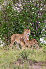 Fototapeta premium Lioness with cubs in a grove of trees in the savannah